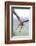 Buzzard in flight, Marlborough Downs, UK-David Pike-Framed Photographic Print