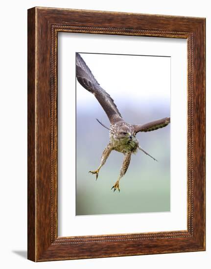 Buzzard in flight, Marlborough Downs, UK-David Pike-Framed Photographic Print