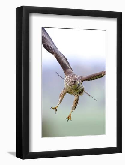 Buzzard in flight, Marlborough Downs, UK-David Pike-Framed Photographic Print