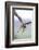 Buzzard in flight, Marlborough Downs, UK-David Pike-Framed Photographic Print