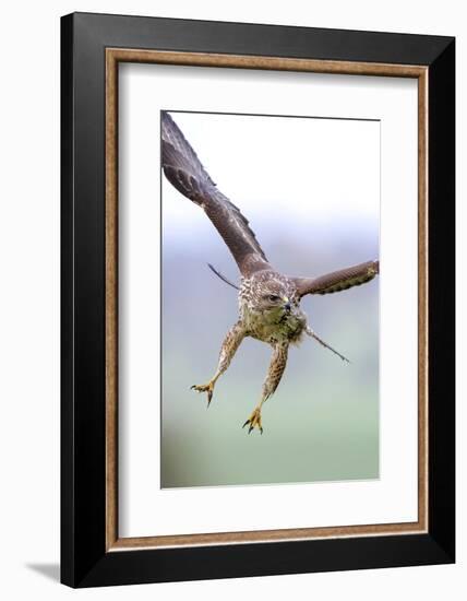 Buzzard in flight, Marlborough Downs, UK-David Pike-Framed Photographic Print