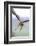 Buzzard in flight, Marlborough Downs, UK-David Pike-Framed Photographic Print