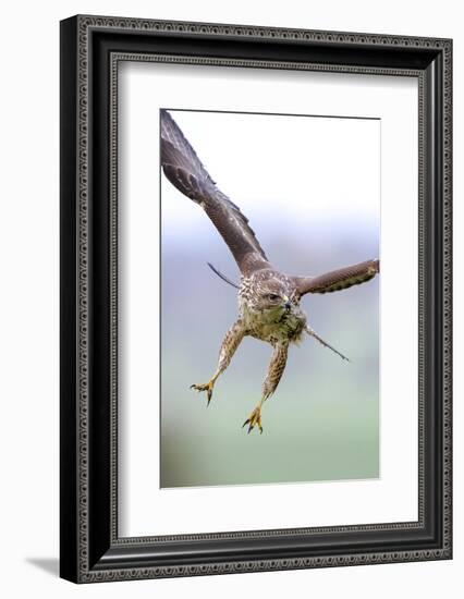 Buzzard in flight, Marlborough Downs, UK-David Pike-Framed Photographic Print