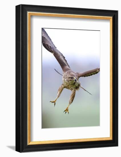 Buzzard in flight, Marlborough Downs, UK-David Pike-Framed Photographic Print