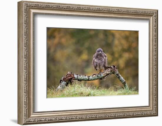 Buzzard perched on a branch in autumn, Lorraine, France-Michel Poinsignon-Framed Photographic Print