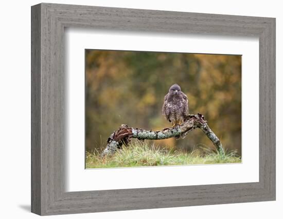 Buzzard perched on a branch in autumn, Lorraine, France-Michel Poinsignon-Framed Photographic Print