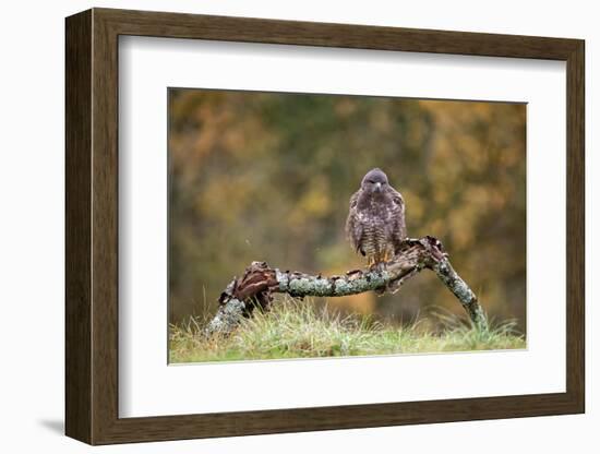 Buzzard perched on a branch in autumn, Lorraine, France-Michel Poinsignon-Framed Photographic Print