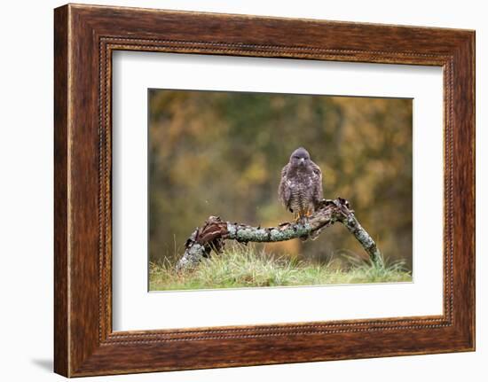 Buzzard perched on a branch in autumn, Lorraine, France-Michel Poinsignon-Framed Photographic Print