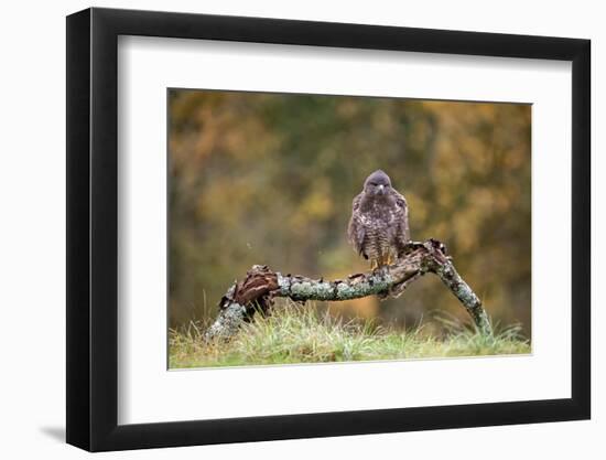 Buzzard perched on a branch in autumn, Lorraine, France-Michel Poinsignon-Framed Photographic Print