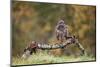 Buzzard perched on a branch in autumn, Lorraine, France-Michel Poinsignon-Mounted Photographic Print