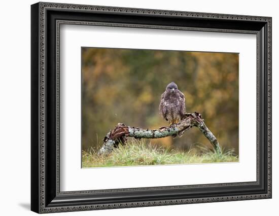 Buzzard perched on a branch in autumn, Lorraine, France-Michel Poinsignon-Framed Photographic Print