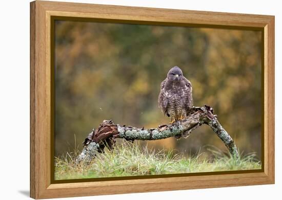 Buzzard perched on a branch in autumn, Lorraine, France-Michel Poinsignon-Framed Premier Image Canvas