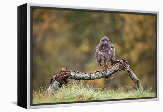 Buzzard perched on a branch in autumn, Lorraine, France-Michel Poinsignon-Framed Premier Image Canvas