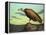 Buzzard Rock-James W. Johnson-Framed Premier Image Canvas