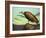 Buzzard Rock-James W. Johnson-Framed Giclee Print