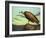 Buzzard Rock-James W. Johnson-Framed Giclee Print