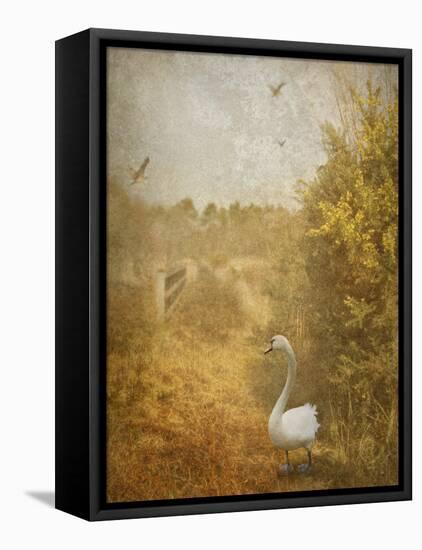 Buzzbird-Lynne Davies-Framed Premier Image Canvas