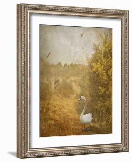 Buzzbird-Lynne Davies-Framed Photographic Print