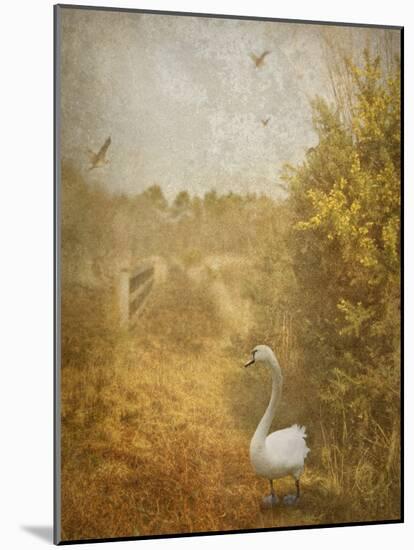Buzzbird-Lynne Davies-Mounted Photographic Print