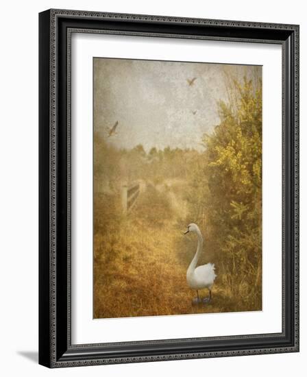 Buzzbird-Lynne Davies-Framed Photographic Print