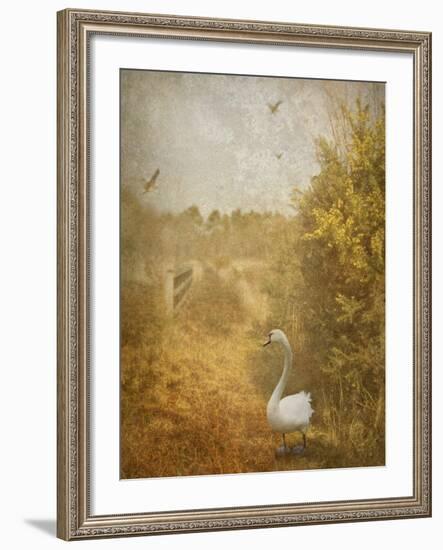 Buzzbird-Lynne Davies-Framed Photographic Print