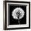 BW Dandelion on Black 02-Tom Quartermaine-Framed Giclee Print