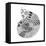 BW Decorated Nautilus-Pam Varacek-Framed Stretched Canvas