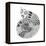 BW Decorated Nautilus-Pam Varacek-Framed Stretched Canvas