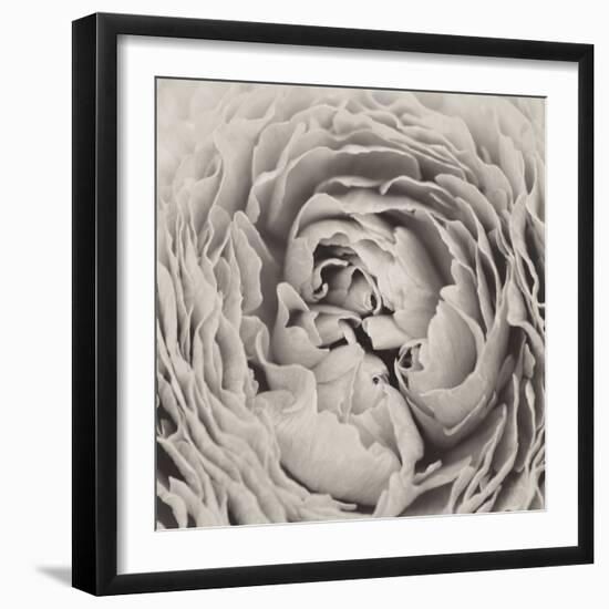 BW Peony-Aledanda-Framed Photographic Print