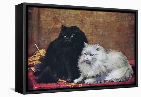 BW Persian Cats-null-Framed Stretched Canvas