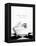 BW Raccoon Bath-Leah Straatsma-Framed Stretched Canvas