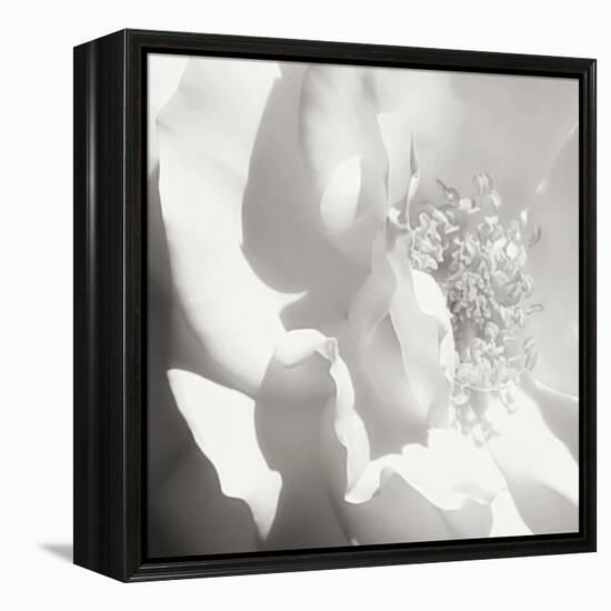 BW Rose Sq I-Alan Hausenflock-Framed Premier Image Canvas