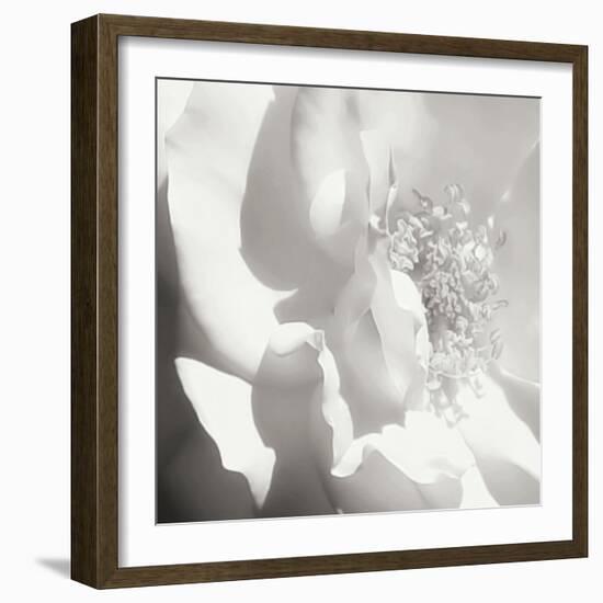 BW Rose Sq I-Alan Hausenflock-Framed Photographic Print