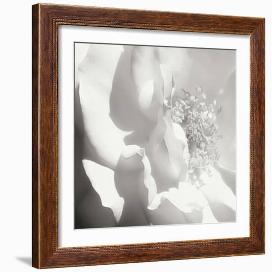 BW Rose Sq I-Alan Hausenflock-Framed Photographic Print