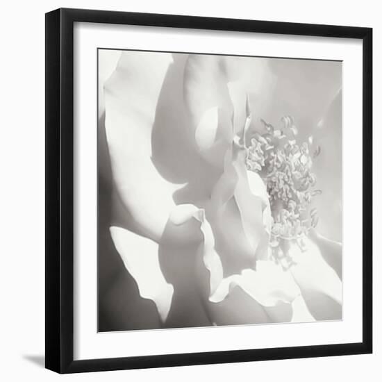 BW Rose Sq I-Alan Hausenflock-Framed Photographic Print