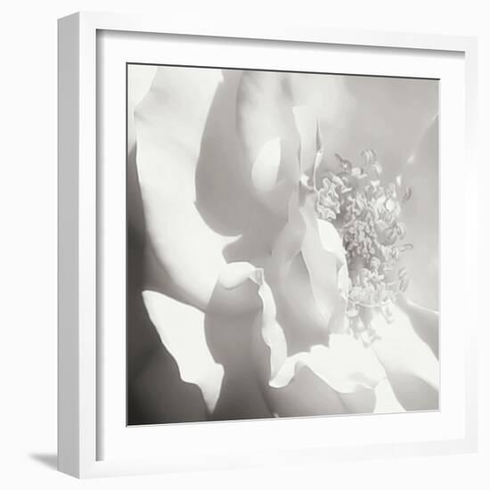 BW Rose Sq I-Alan Hausenflock-Framed Photographic Print