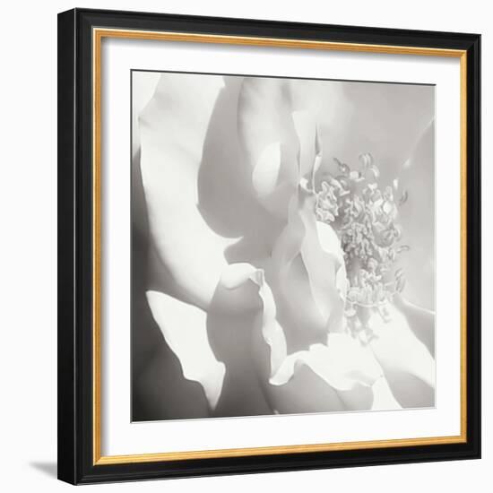 BW Rose Sq I-Alan Hausenflock-Framed Photographic Print