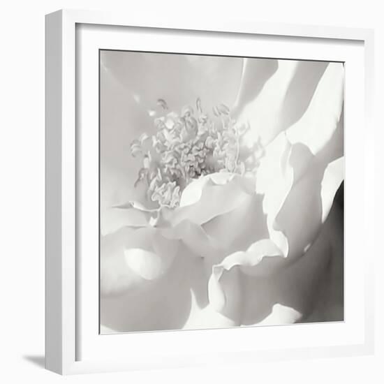 BW Rose Sq II-Alan Hausenflock-Framed Photographic Print