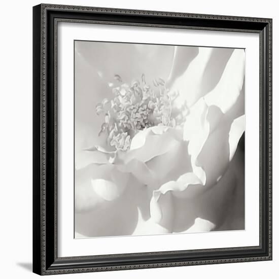 BW Rose Sq II-Alan Hausenflock-Framed Photographic Print