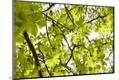 Premium Photographic Print