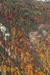 Autumnal foliage in the forest-By-Photographic Print
