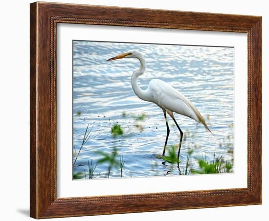 By the Lake Egret-Bruce Nawrocke-Framed Art Print