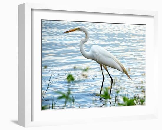 By the Lake Egret-Bruce Nawrocke-Framed Art Print