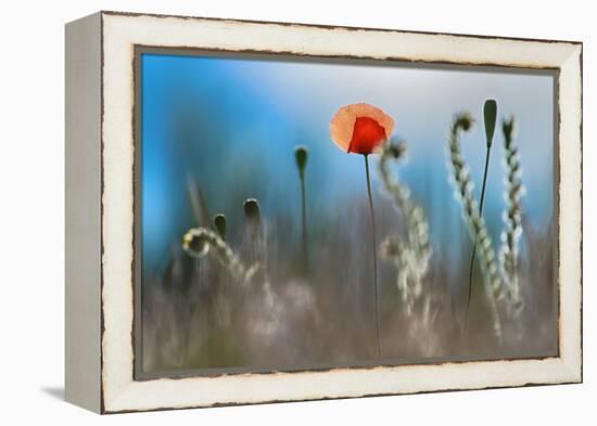 By the Side of the Road 1-Ursula Abresch-Framed Premier Image Canvas