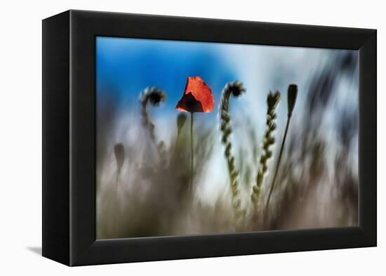 By the Side of the Road 2-Ursula Abresch-Framed Premier Image Canvas