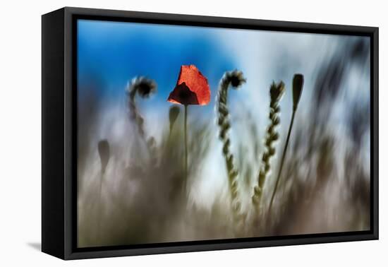 By the Side of the Road 2-Ursula Abresch-Framed Premier Image Canvas