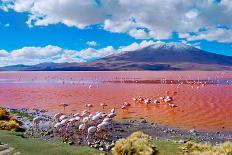 Flamingoes in Laguna Colorada , Uyuni, Bolivia-Byelikova Oksana-Framed Premier Image Canvas