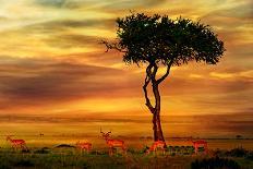 Wild Giraffes in the Savannah at Sunset-Byelikova Oksana-Photographic Print