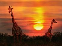 Wild Giraffes in the Savannah at Sunset-Byelikova Oksana-Framed Premier Image Canvas