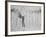 Bygone Summers a Frieze For an Old Gentleman's Room-Charles Dana Gibson-Framed Photographic Print